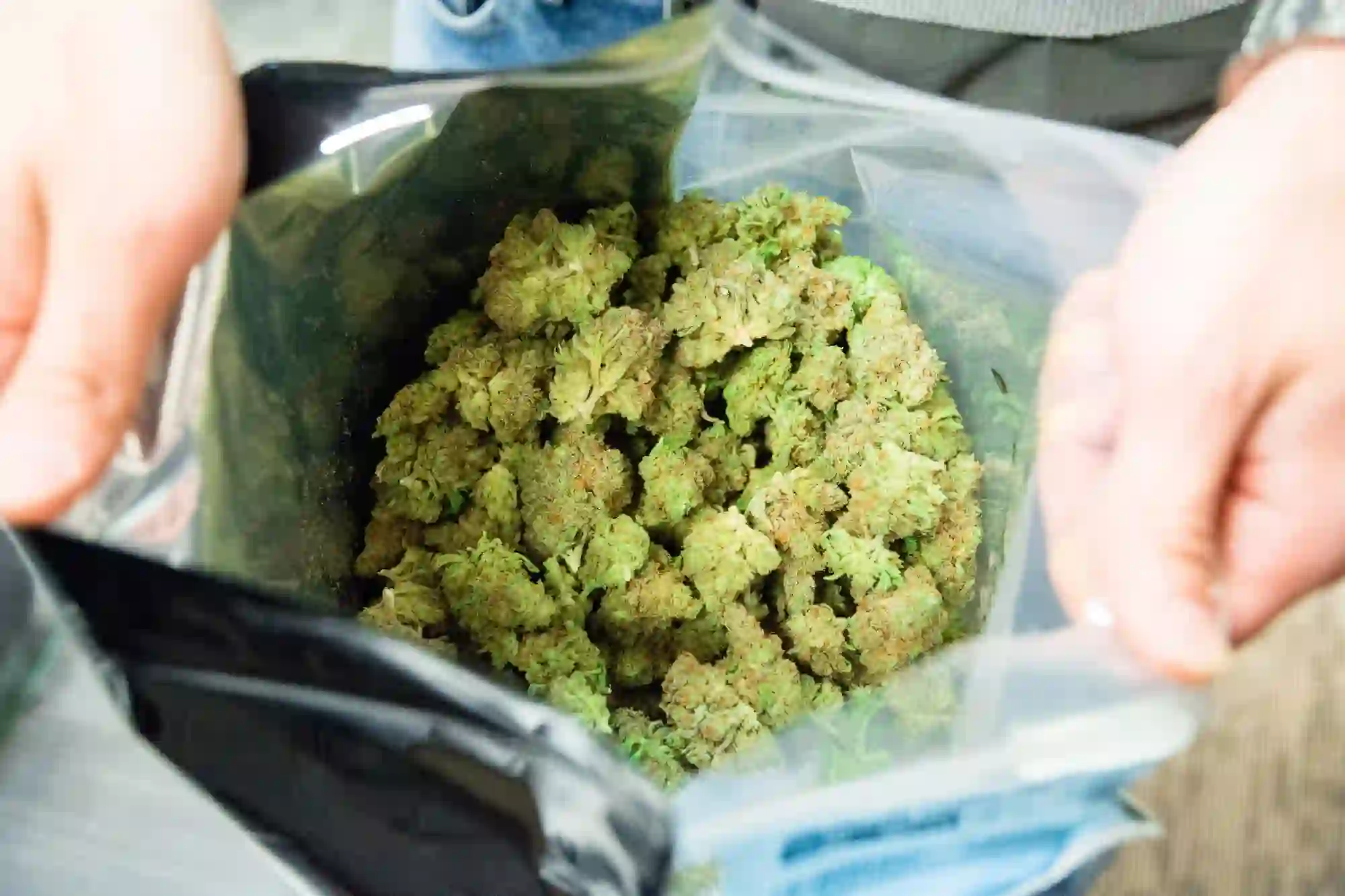 Las Vegas Dispensary Fake Id