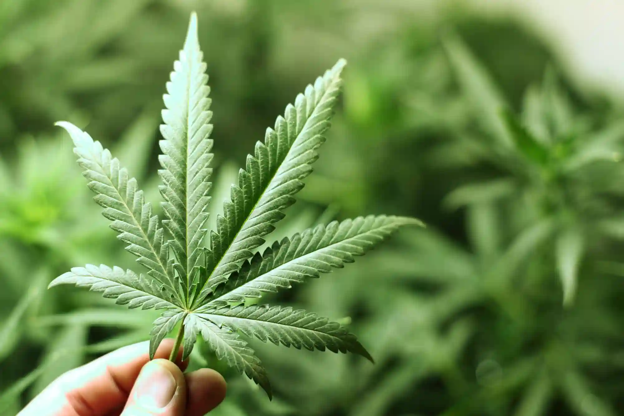 Your Guide to Legal Cannabis in Nevada
