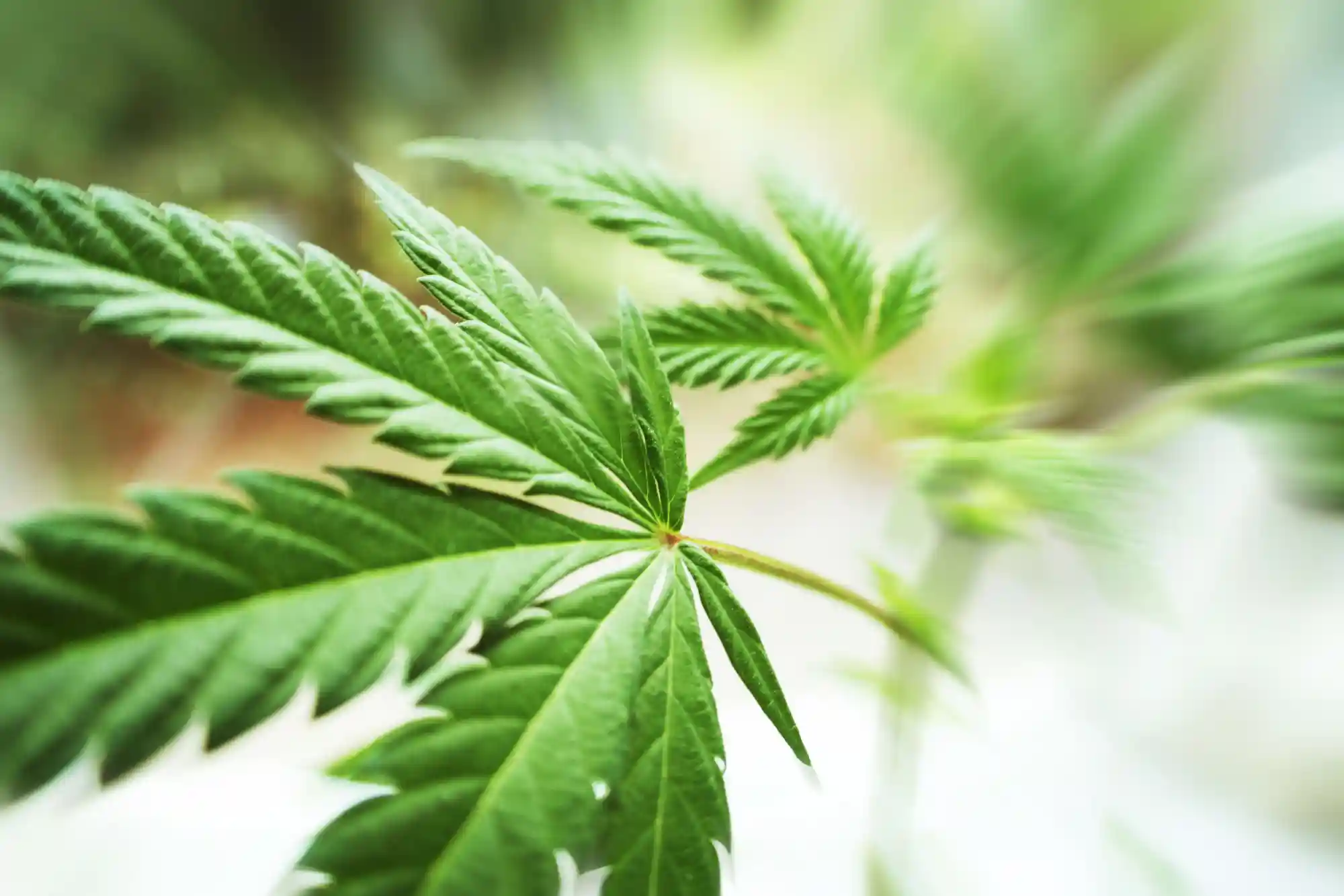 The Marijuana Sativa Strains You Need to Buy in Las Vegas