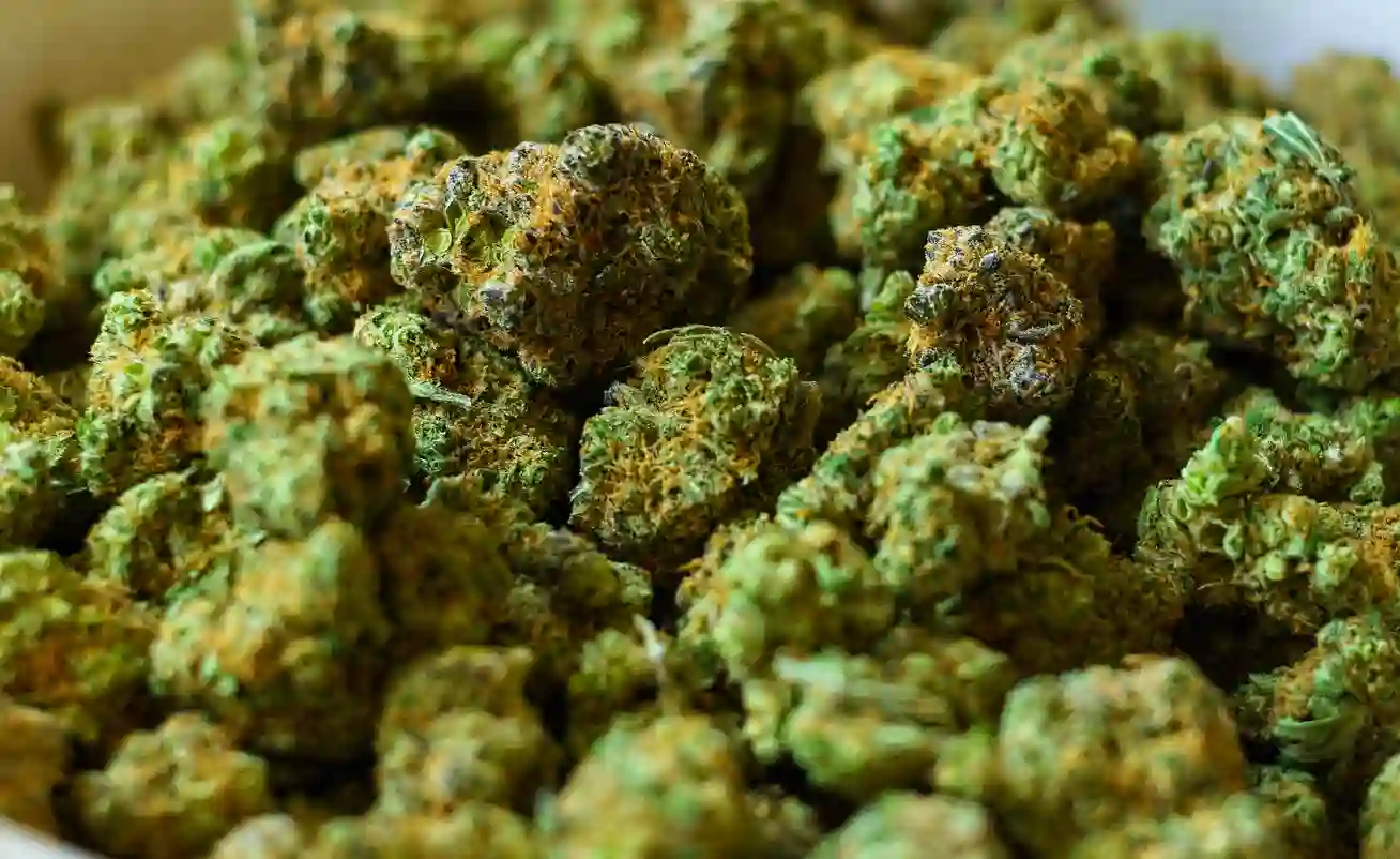 A close up of a pile of marijuana buds